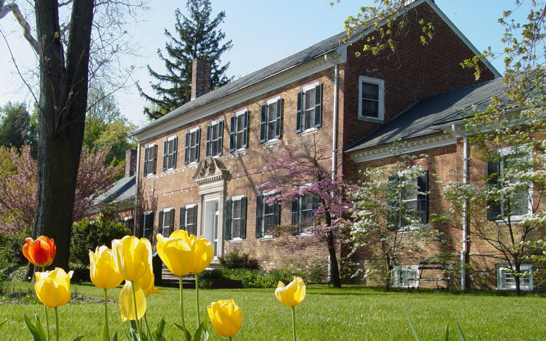 tulips in bloom at Chatham manor