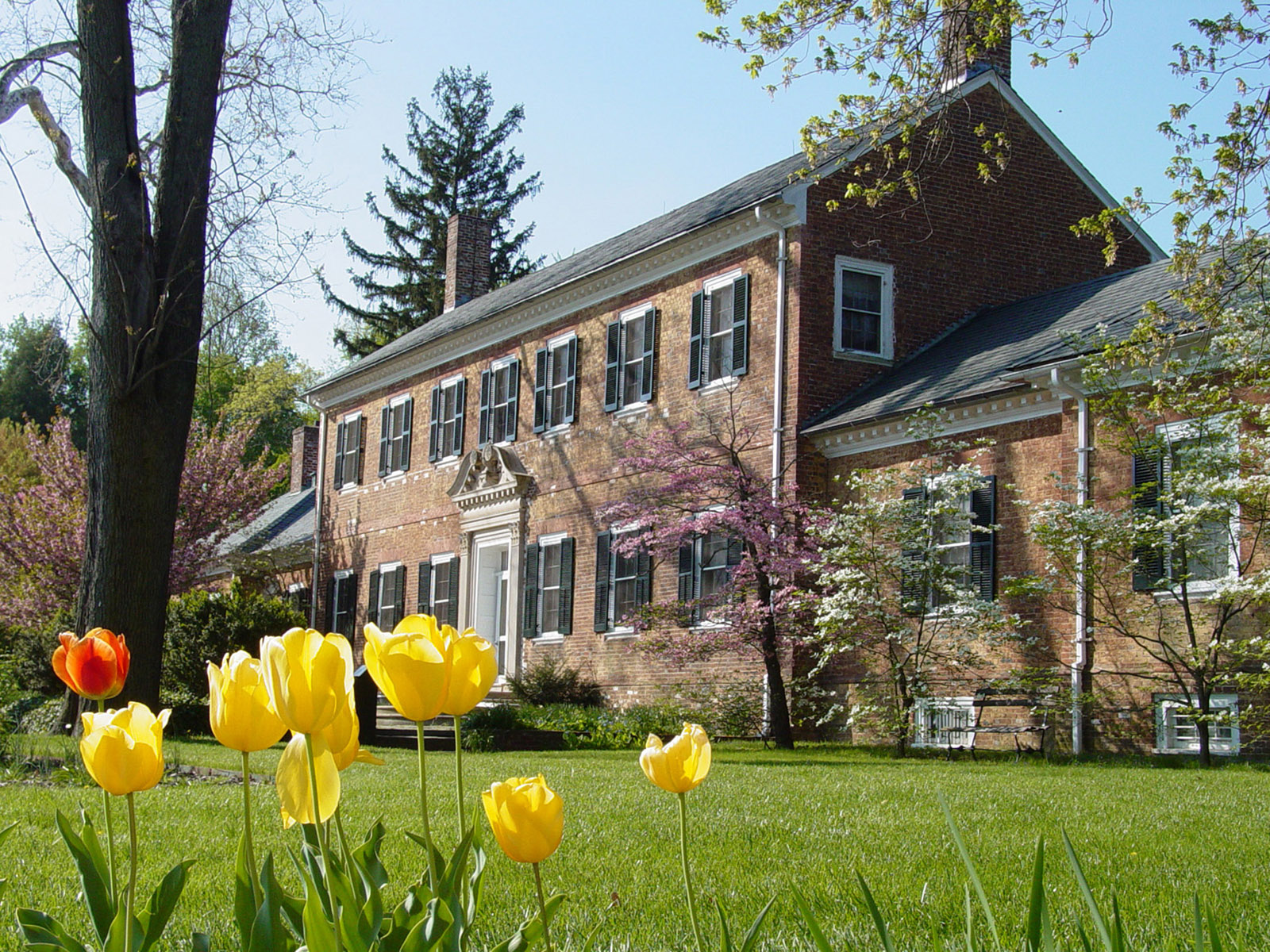 tulips in bloom at Chatham Manor