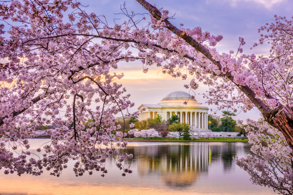 Jefferson Memorial and cherry blossoms