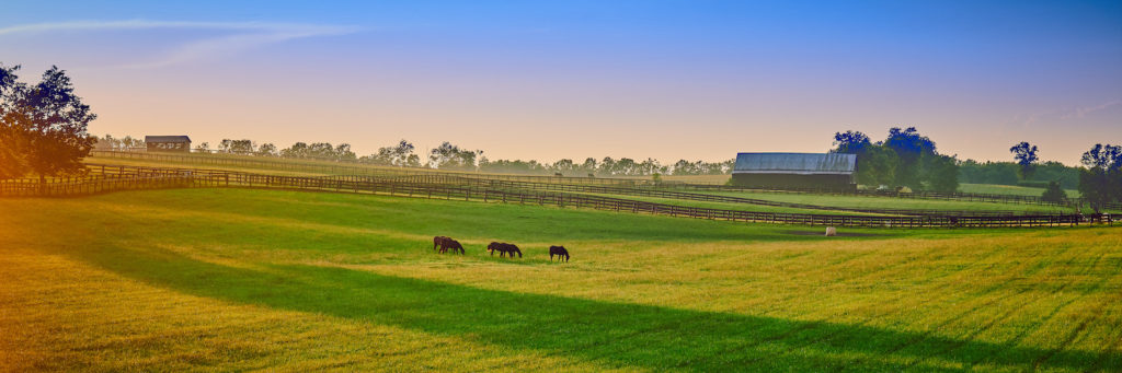 horses in a large field