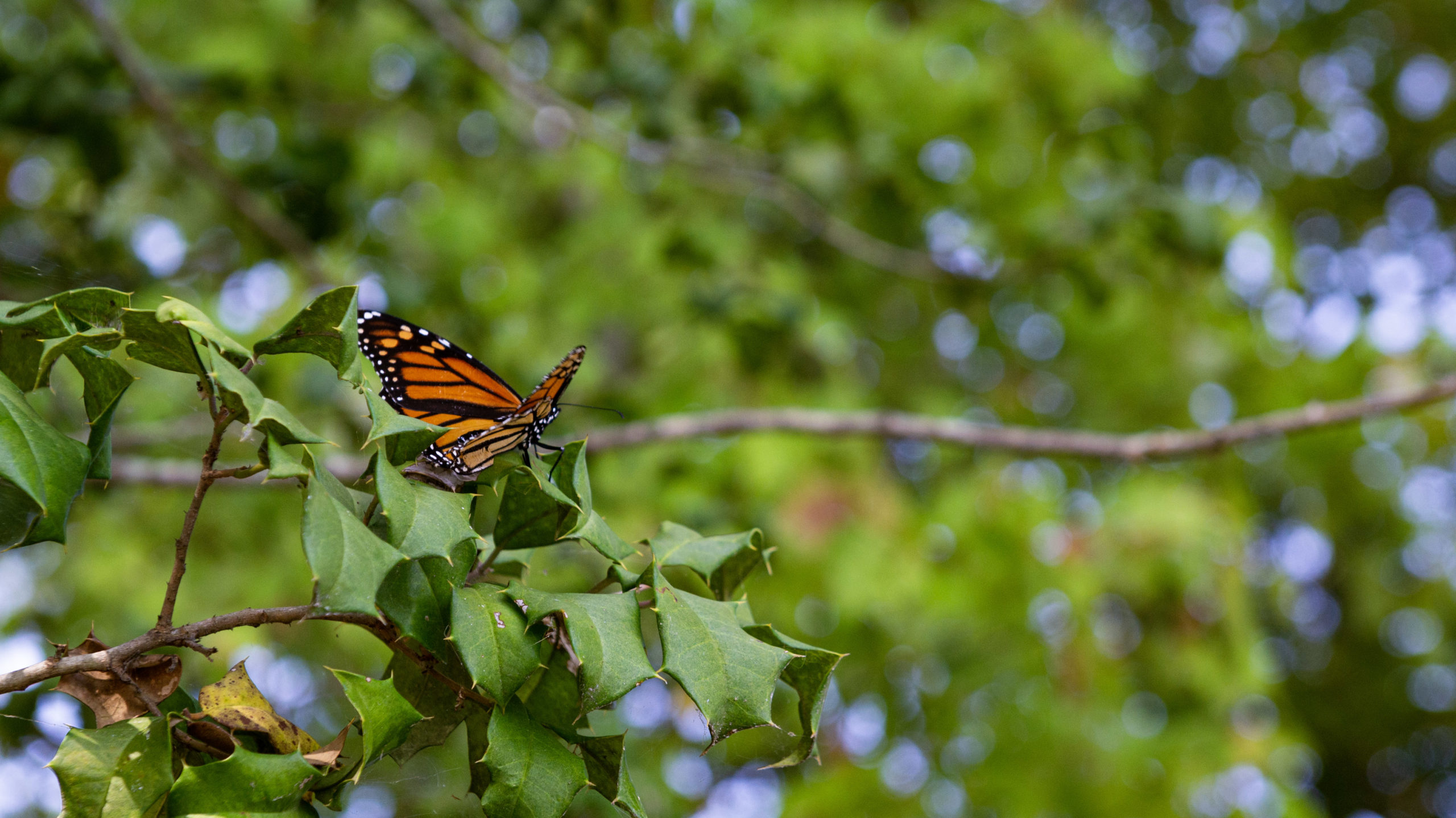 butterfly in tree