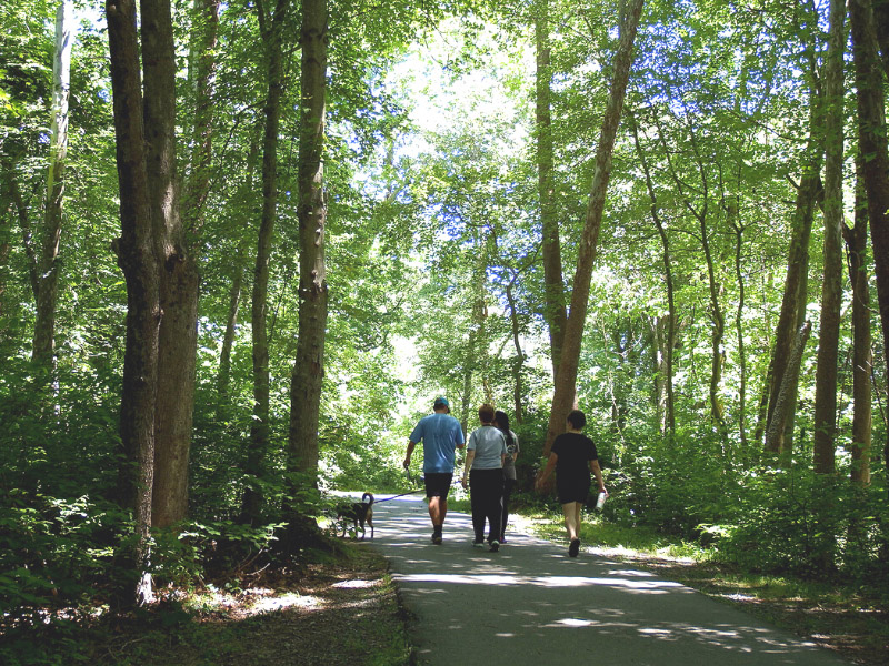 three people walking on a trail through the woods