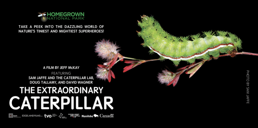 Film Screening: The Extraordinary Caterpillar