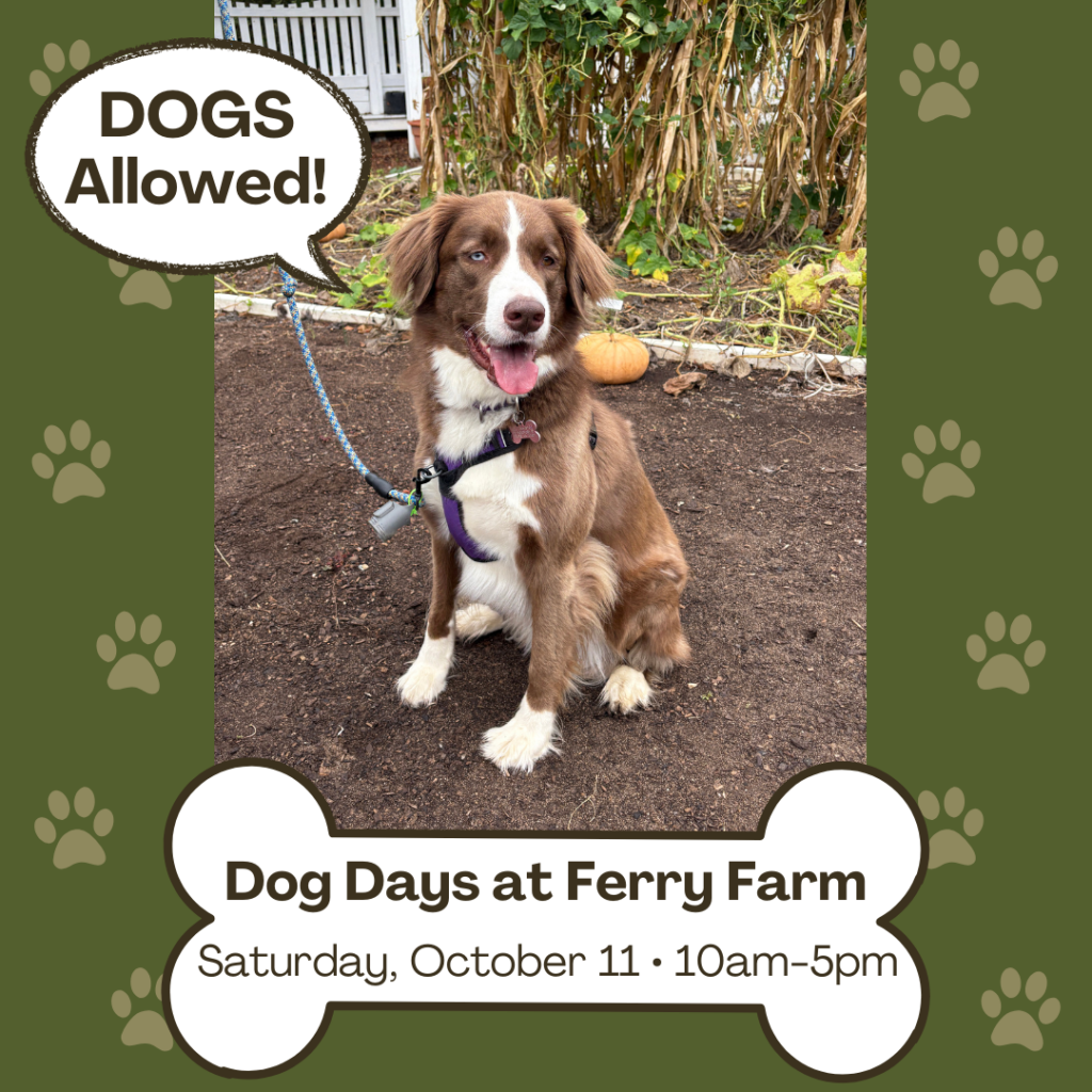 Dog Days at Ferry Farm