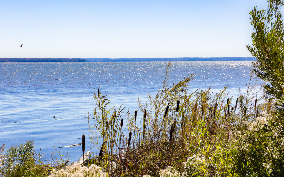 Good-Bye Winter Blues, Hello Stafford Views