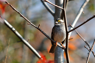 Winter Birding Walks