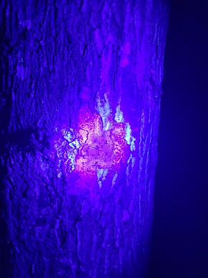Black Light Night Hike